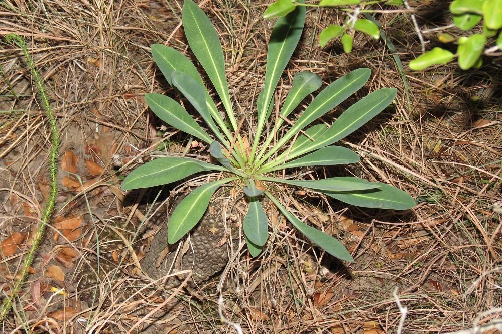 Euphorbia bupleurifolia の株姿。幹、葉、全体の形が分かる写真