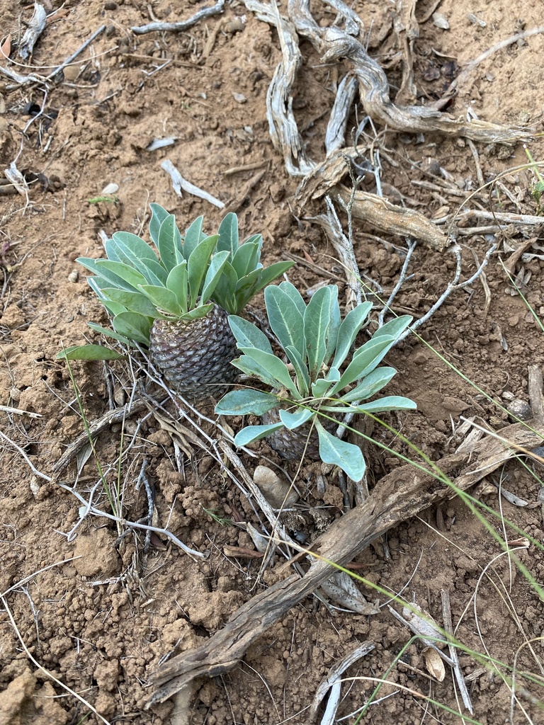 Euphorbia bupleurifolia の株姿。幹、葉、全体の形が分かる写真