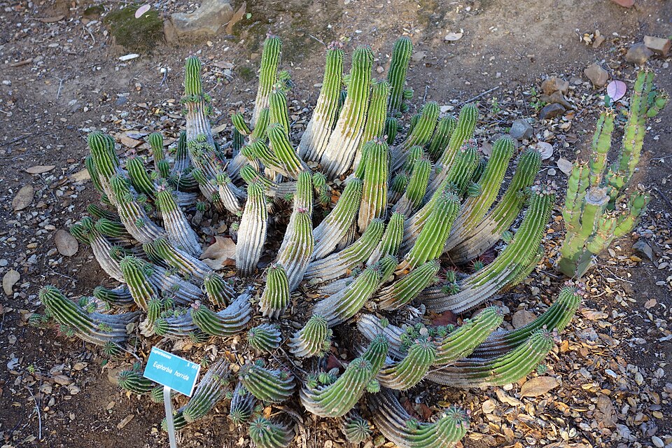 ホリダ（Euphorbia horrida）の補足写真。本文で紹介している内容を別角度の写真で確認