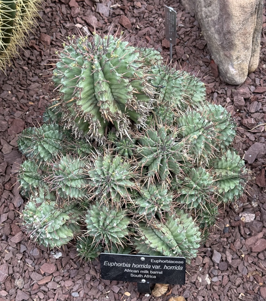 Euphorbia horrida の株姿。幹、葉、全体の形が分かる写真