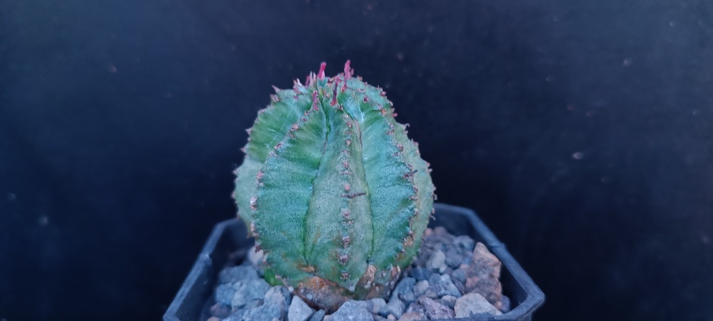 Euphorbia horrida の株姿。幹、葉、全体の形が分かる写真