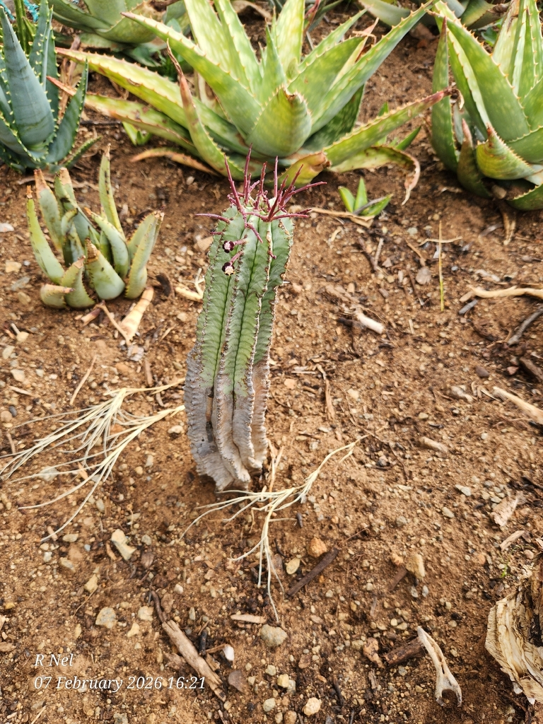 ホリダ（Euphorbia horrida）の補足写真。本文で紹介している内容を別角度の写真で確認