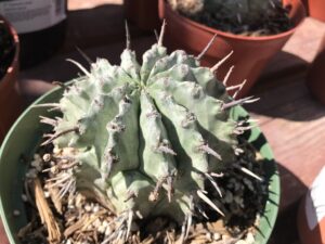 ホリダとして掲載されていた成株。稜とトゲ状に残る柄が見える。発芽の様子ではありません