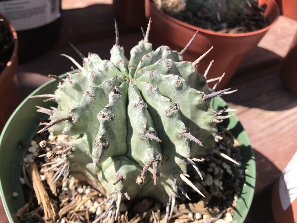 ホリダ（Euphorbia horrida）の株姿。締まった形を保ちたいユーフォルビア