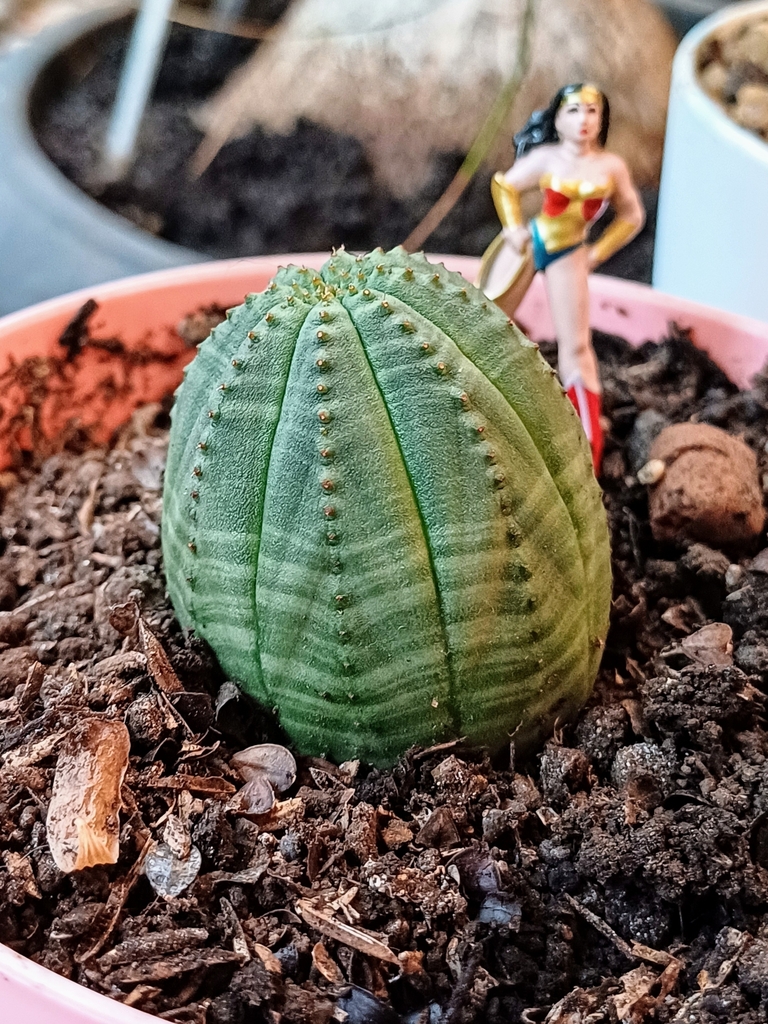 オベサ（Euphorbia obesa）の株姿。ユーフォルビア実生の代表例