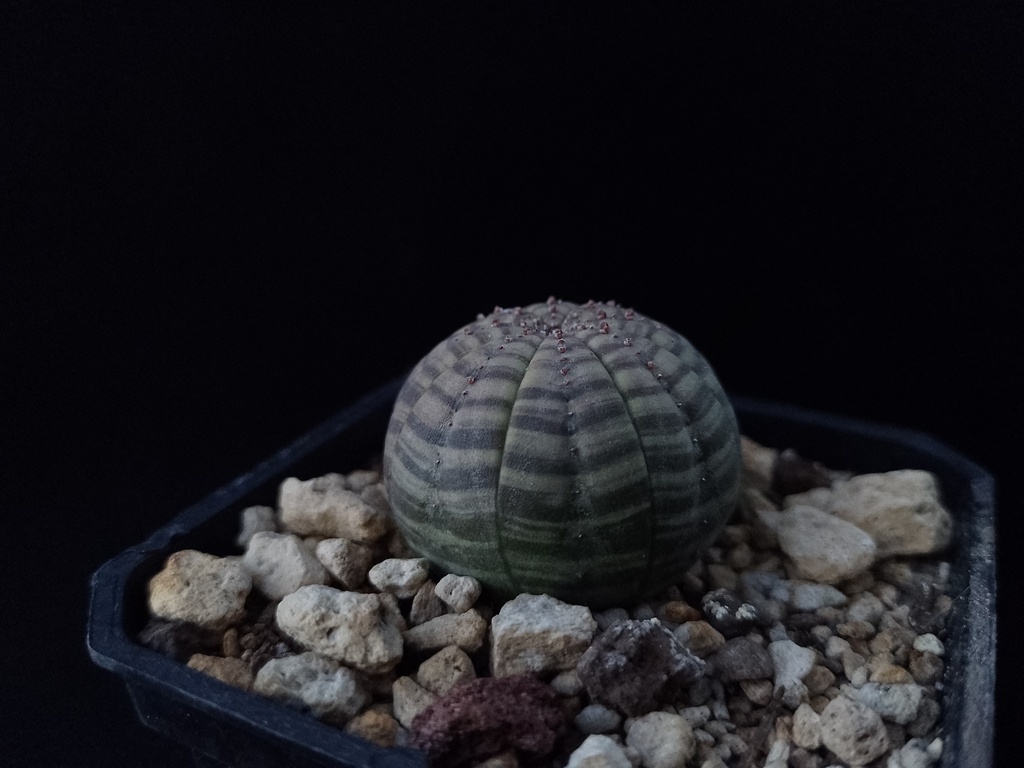 Euphorbia obesa の株姿。幹、葉、全体の形が分かる写真