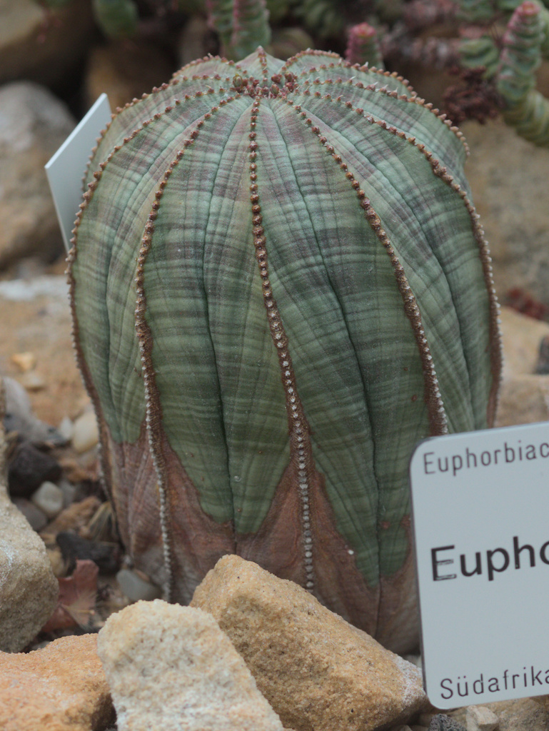 小型球形株（Euphorbia obesa）の株姿。小鉢でまとまりやすい例