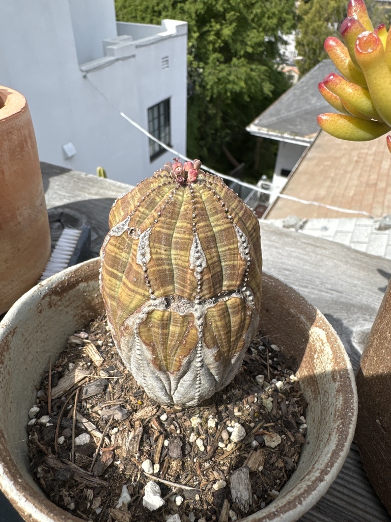 ユーフォルビア属（Euphorbia obesa）の補足写真。本文で紹介している内容を別角度の写真で確認