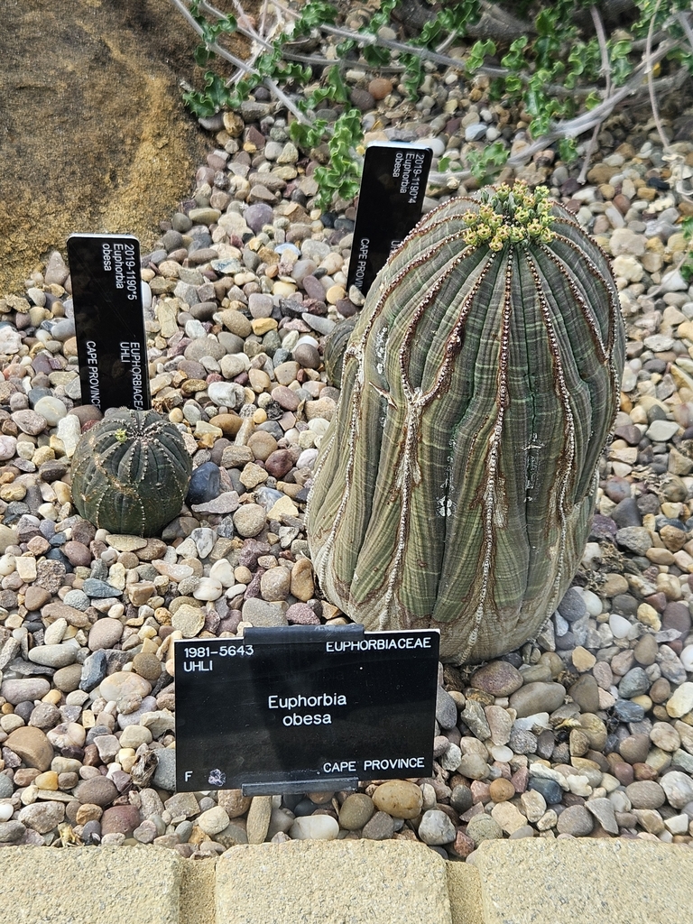 ユーフォルビア属（Euphorbia obesa）の補足写真。本文で紹介している内容を別角度の写真で確認
