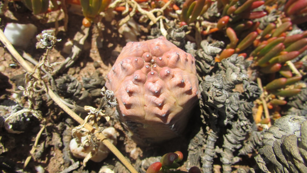Euphorbia pseudoglobosa（ユーフォルビア・プセウドグロボサ）の株姿。幹、葉、全体の形が分かる写真