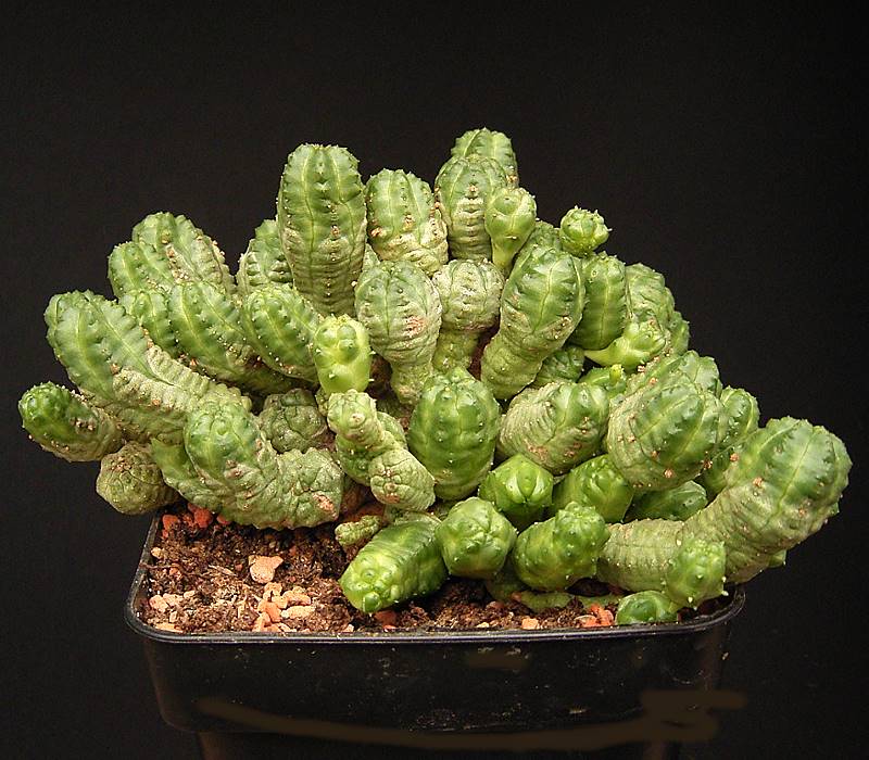 Euphorbia pseudoglobosa（ユーフォルビア・プセウドグロボサ）の株姿。幹、葉、全体の形が分かる写真