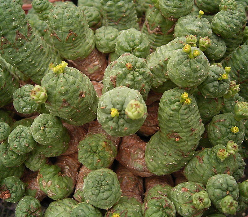 Euphorbia pseudoglobosa（ユーフォルビア・プセウドグロボサ）の株姿。幹、葉、全体の形が分かる写真