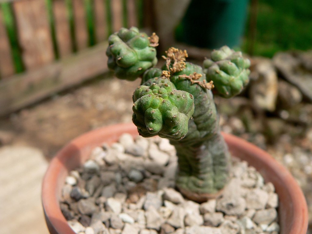 Euphorbia pseudoglobosa（ユーフォルビア・プセウドグロボサ）の株姿。幹、葉、全体の形が分かる写真