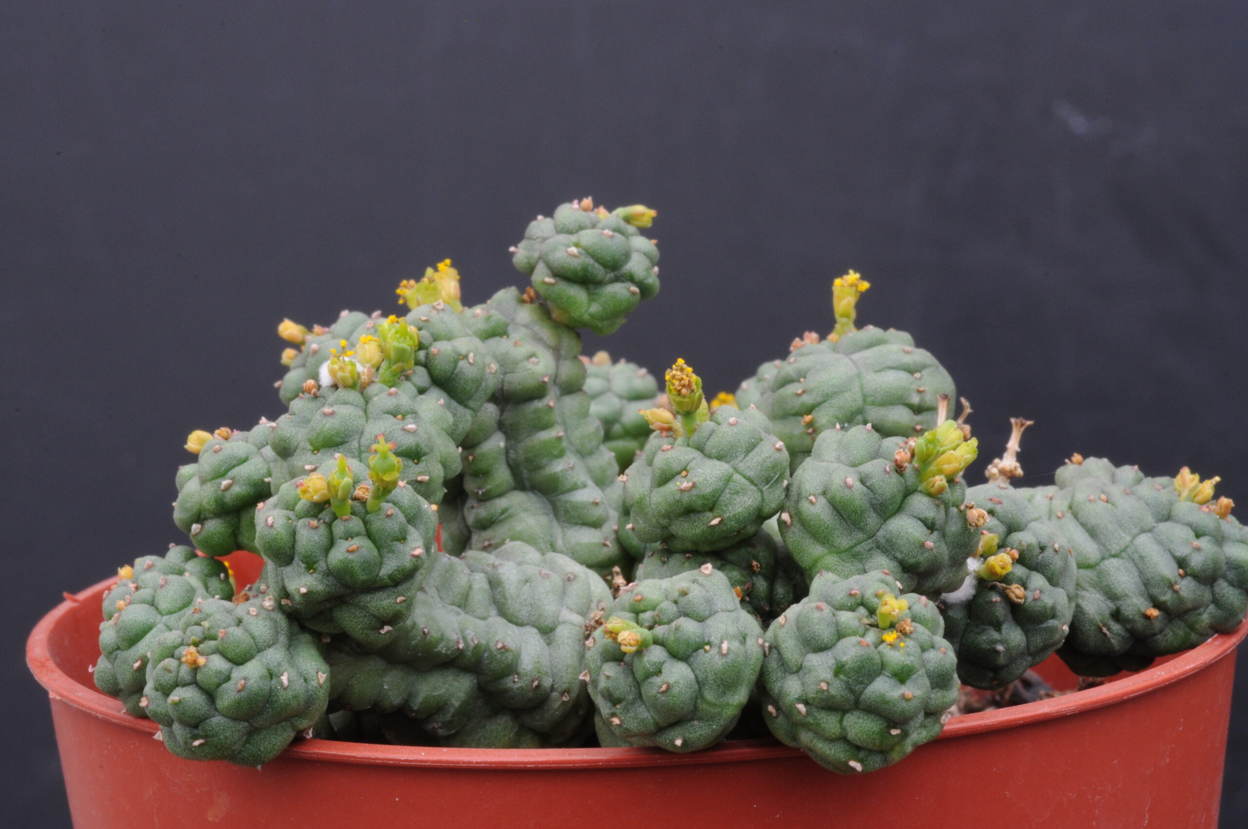 Euphorbia pseudoglobosa（ユーフォルビア・プセウドグロボサ）の株姿。幹、葉、全体の形が分かる写真