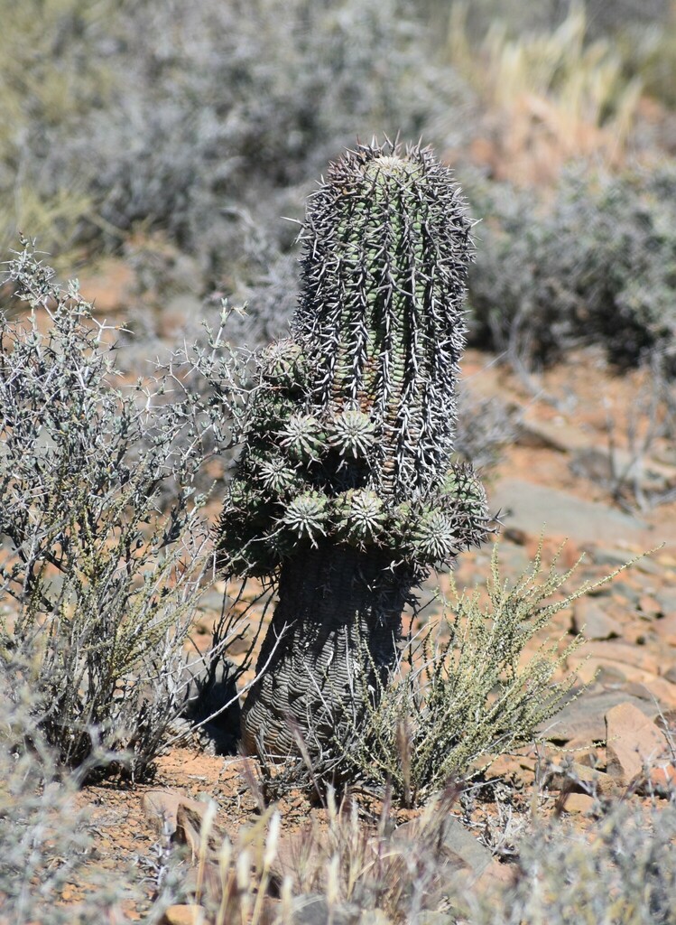 Euphorbia stellispina の株姿。幹、葉、全体の形が分かる写真