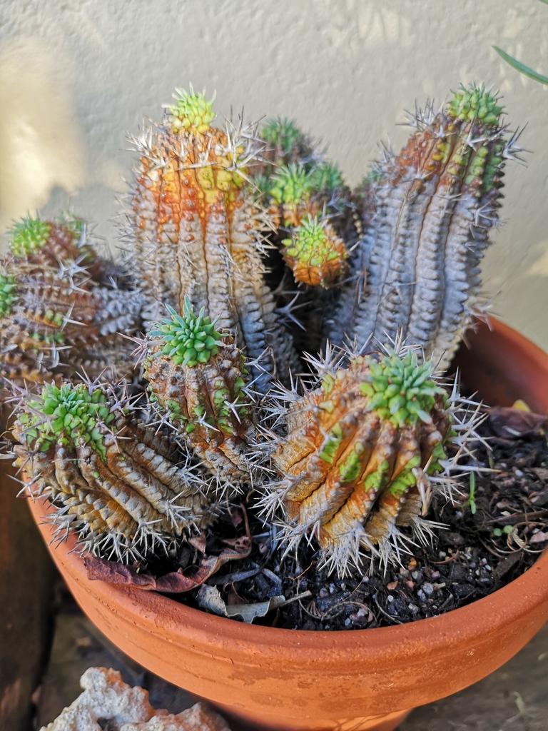 ステリスピナ（Euphorbia stellispina）の株姿。刺の出方を確認しやすい例