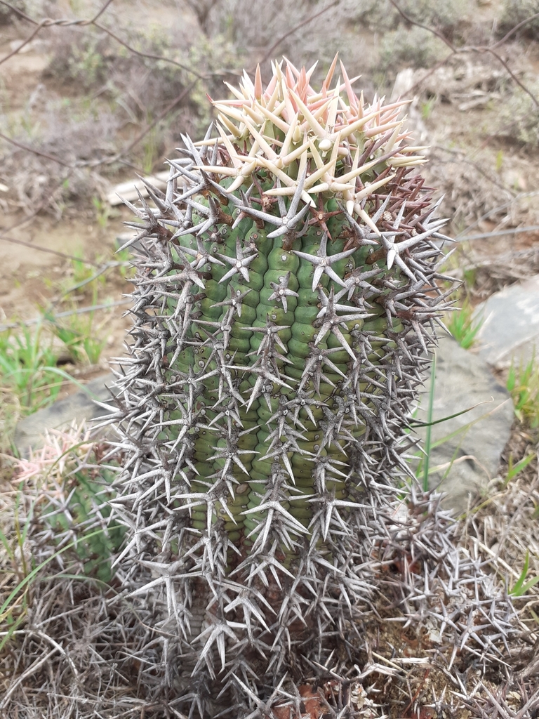 刺の出方を確認する例（Euphorbia stellispina）の株姿。ユーフォルビアとして掲載する補助写真