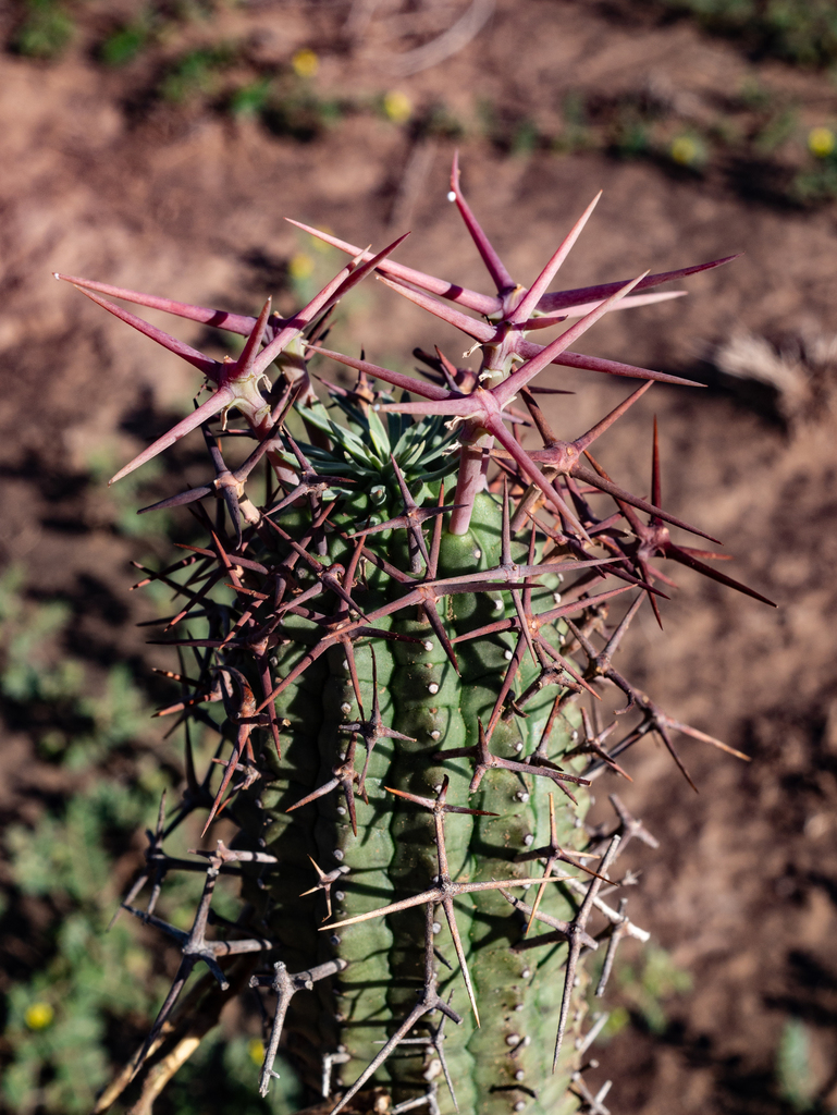 Euphorbia stellispina の株姿。幹、葉、全体の形が分かる写真