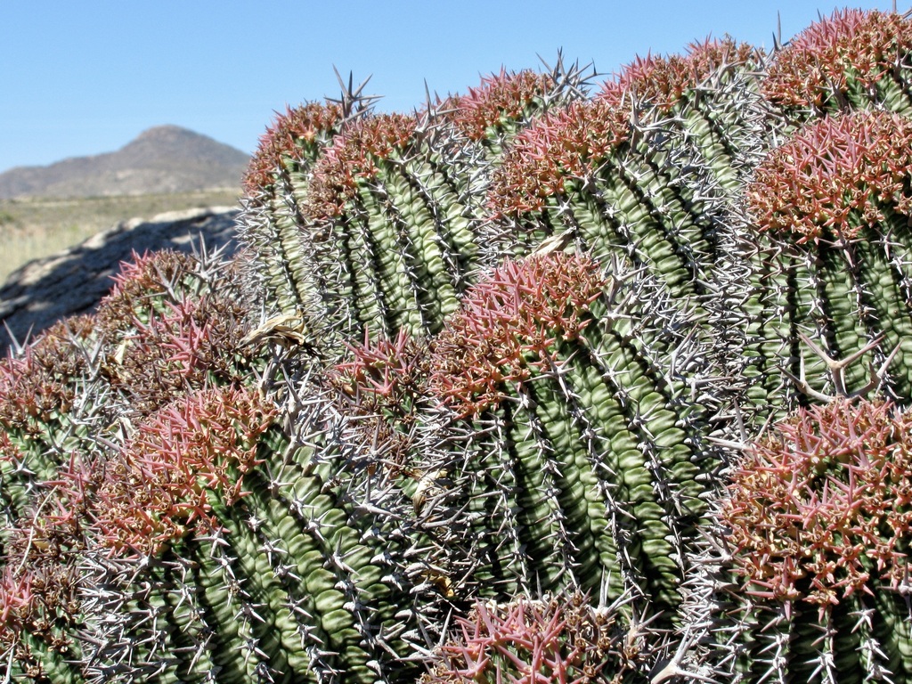 Euphorbia stellispina の株姿。幹、葉、全体の形が分かる写真