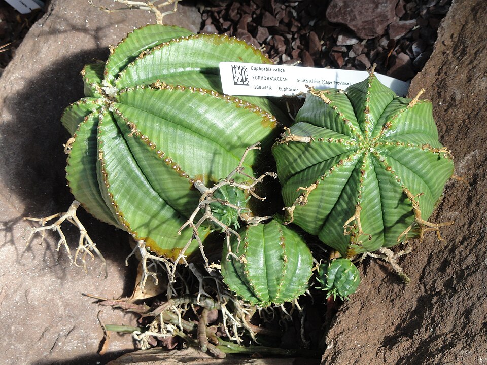 Euphorbia valida の株姿。幹、葉、全体の形が分かる写真