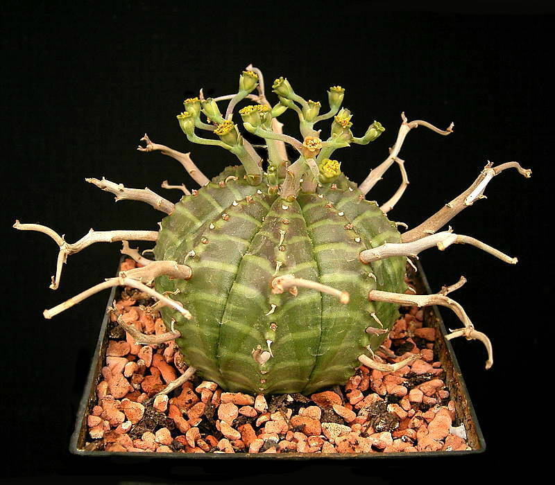 Euphorbia valida の株姿。幹、葉、全体の形が分かる写真