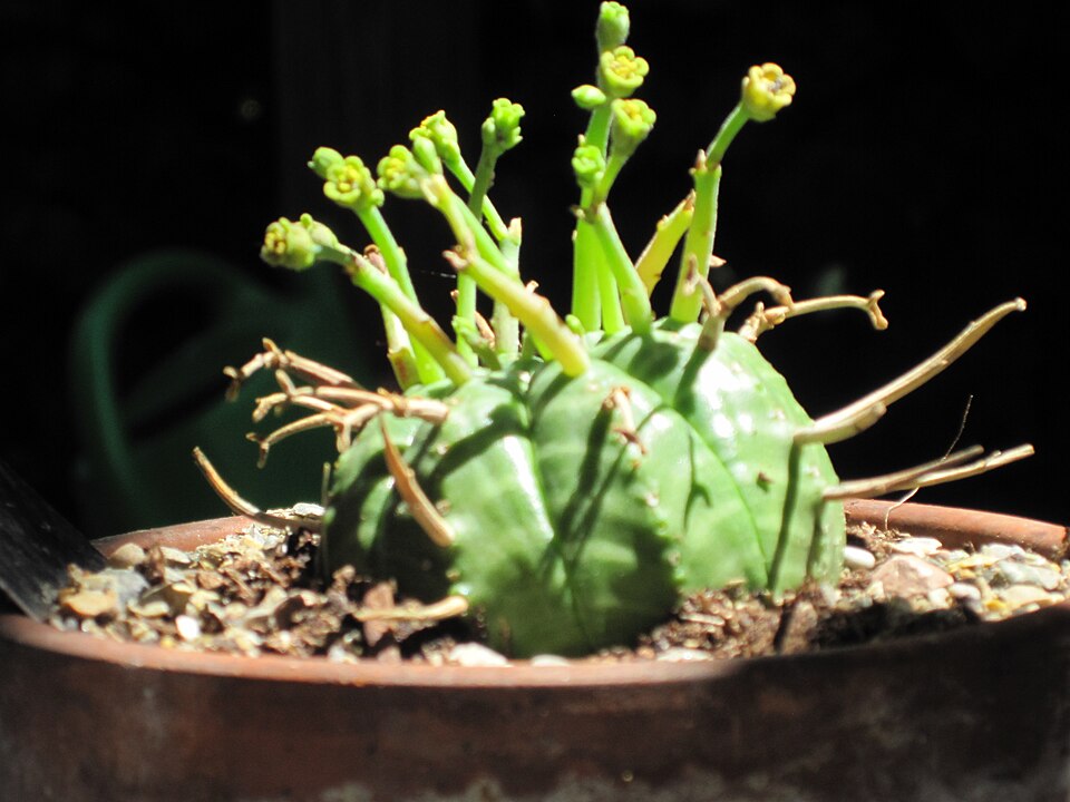 Euphorbia valida の株姿。幹、葉、全体の形が分かる写真