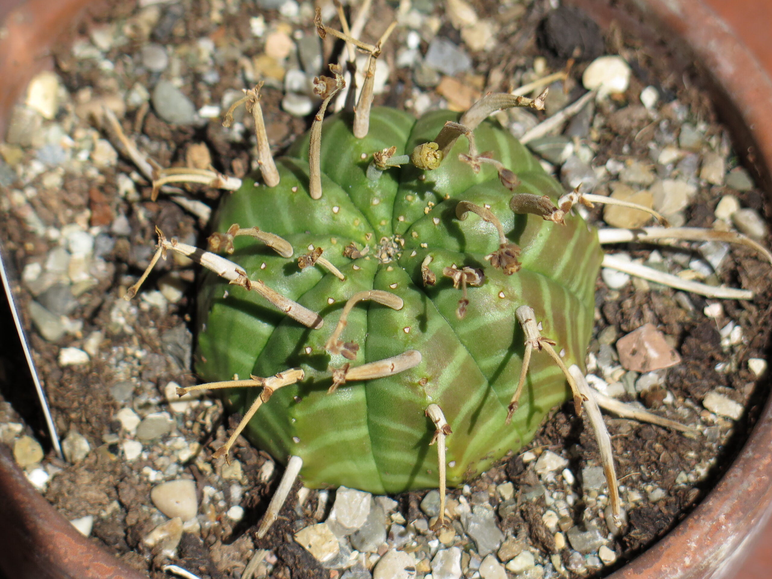 バリダ（Euphorbia valida）の株姿。オベサと近い管理で比較されやすい種