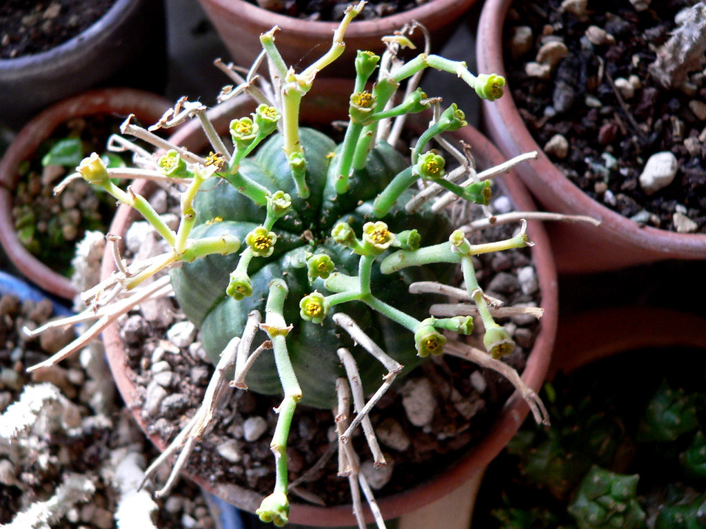 バリダの別角度（Euphorbia valida）の株姿。縦に伸びる球形フォルムを確認