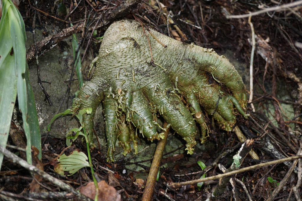 Fockea edulis の株姿。幹、葉、全体の形が分かる写真
