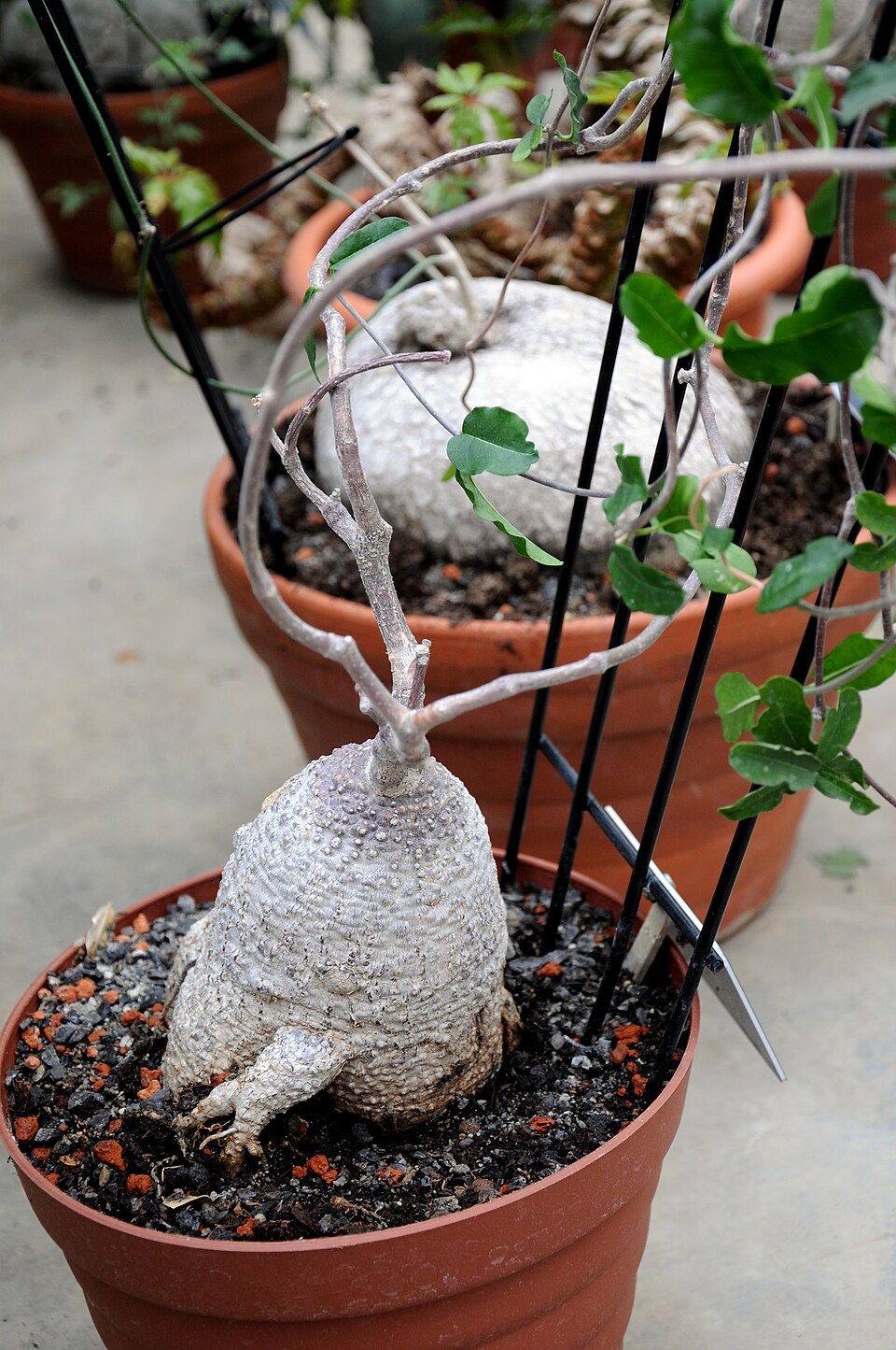 Fockea edulis（フォッケア・エデュリス）の株姿。幹、葉、全体の形が分かる写真