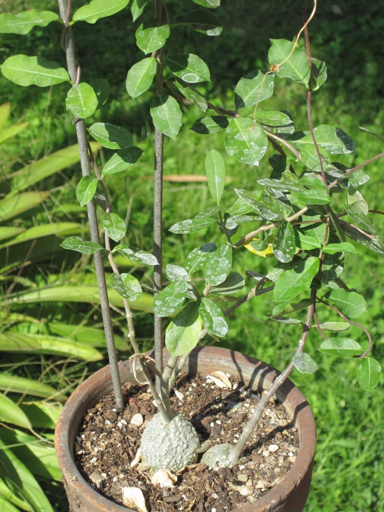 根上がり株（Fockea edulis）の補足写真。本文で紹介している内容を別角度の写真で確認