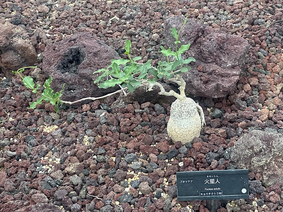 Fockea edulis の株姿。幹、葉、全体の形が分かる写真