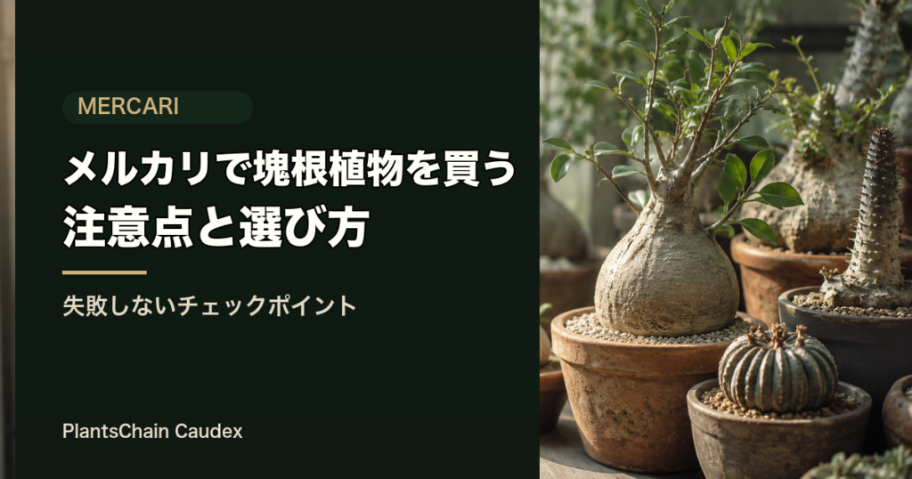 メルカリで塊根植物を買う 注意点と選び方 のOGP画像