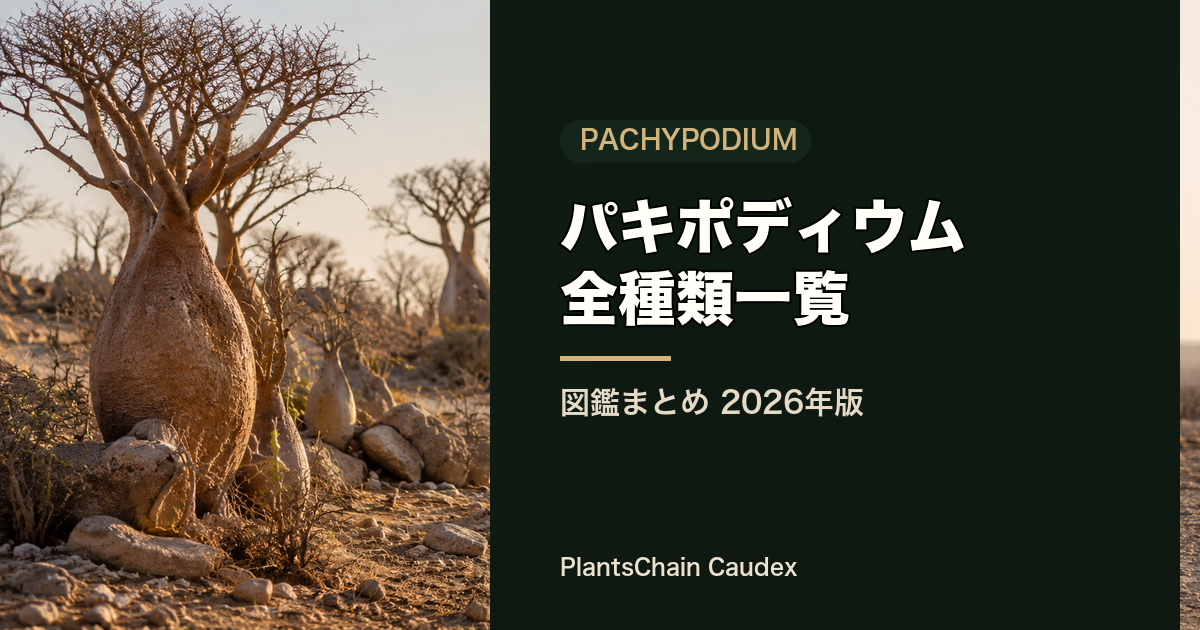 パキポディウム全種一覧の記事画像