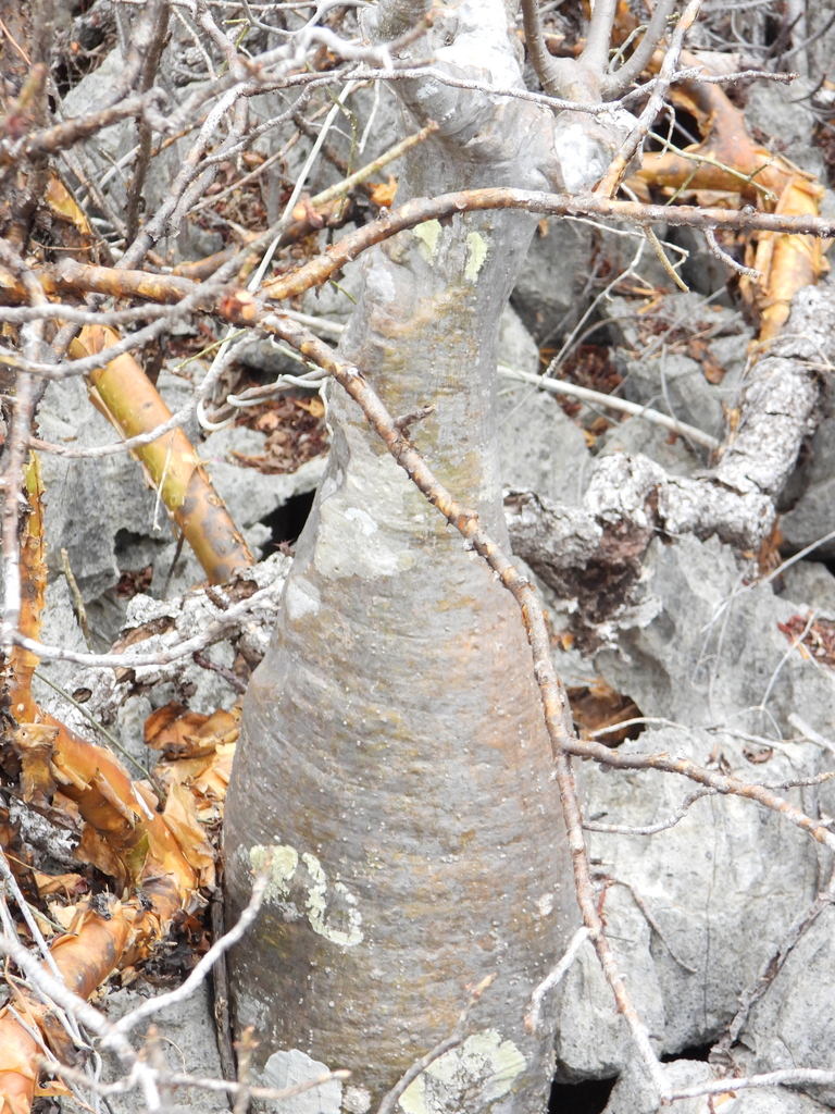 Pachypodium decaryi の株姿。幹、葉、全体の形が分かる写真