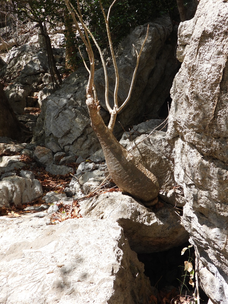 Pachypodium decaryi の株姿。幹、葉、全体の形が分かる写真