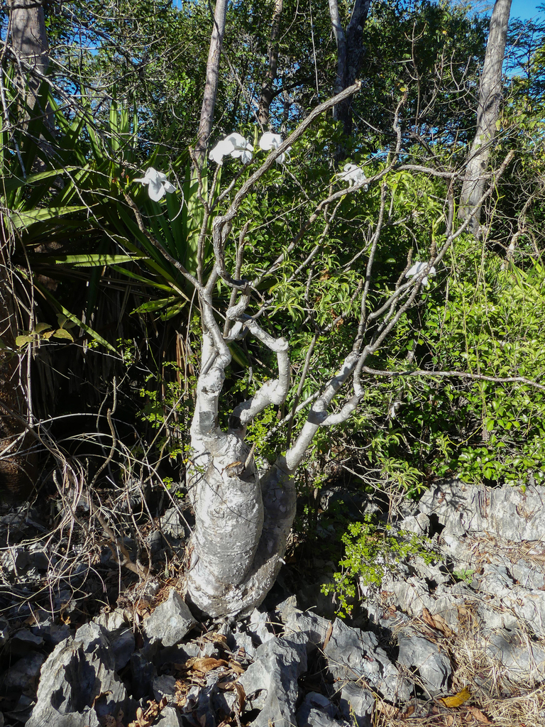 Pachypodium decaryi の株姿。幹、葉、全体の形が分かる写真