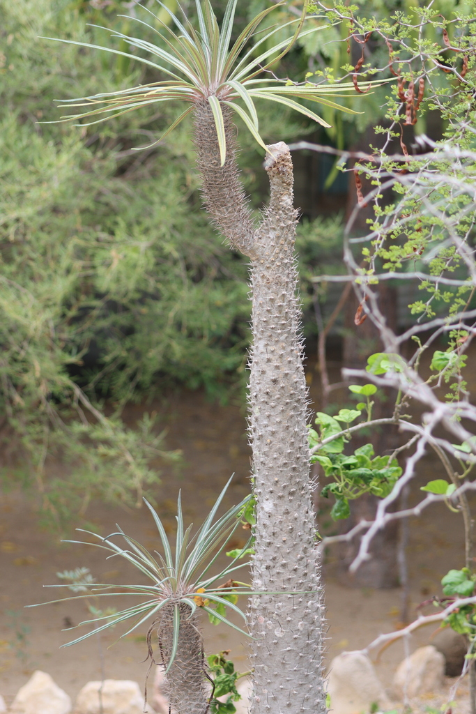 柱状パキポディウムの基準例（Pachypodium geayi）の株姿。葉と幹のバランスを確認するための単独写真
