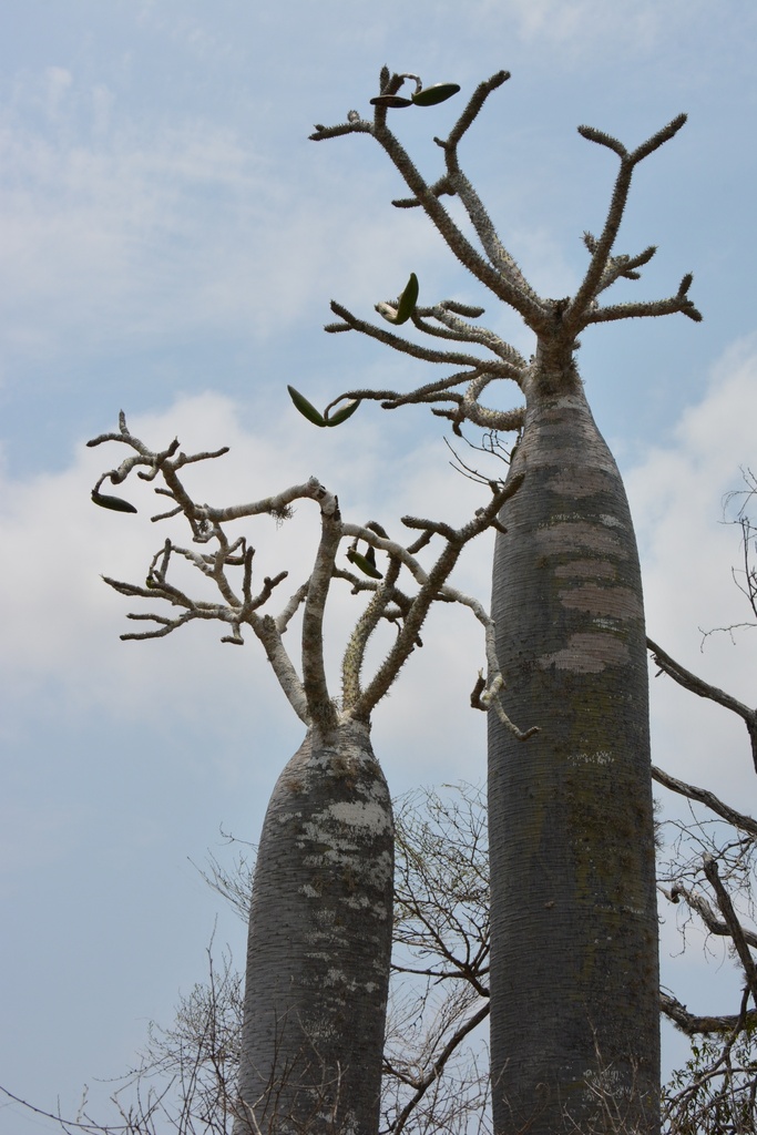 Pachypodium geayi（パキポディウム・ゲアイー）の株姿。幹、葉、全体の形が分かる写真