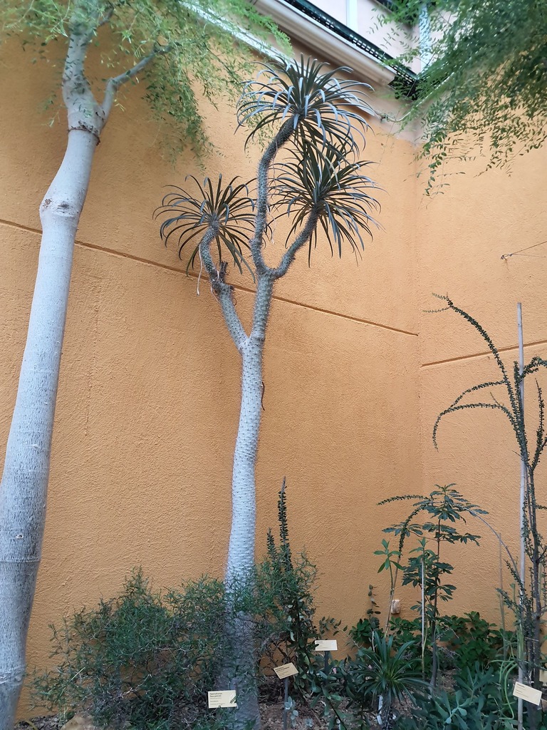 Pachypodium geayi（パキポディウム・ゲアイー）の株姿。幹、葉、全体の形が分かる写真