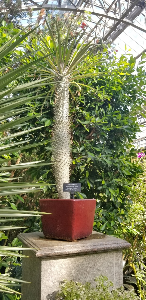 ゲアイー（Pachypodium geayi）の株姿。柱状パキポディウムの光管理例