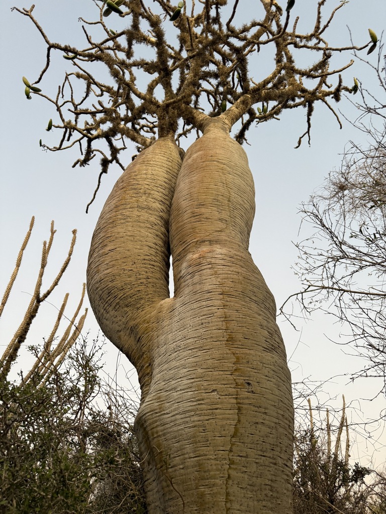 Pachypodium geayi（パキポディウム・ゲアイー）の株姿。幹、葉、全体の形が分かる写真