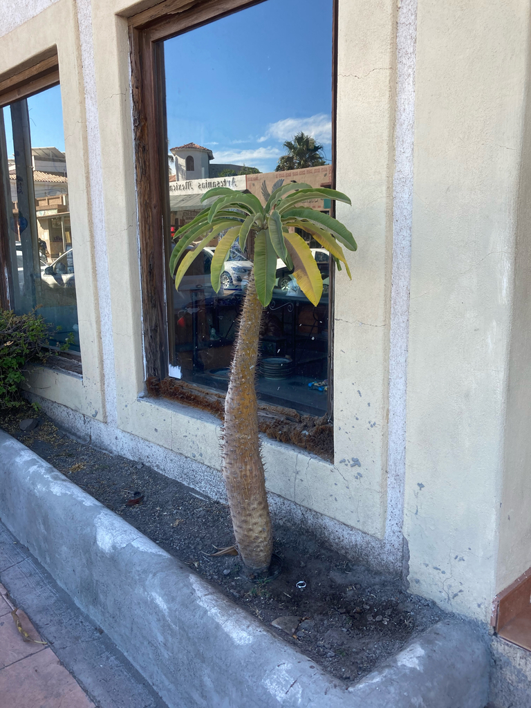 パキポディウム属（Pachypodium lamerei）の補足写真。本文で紹介している内容を別角度の写真で確認