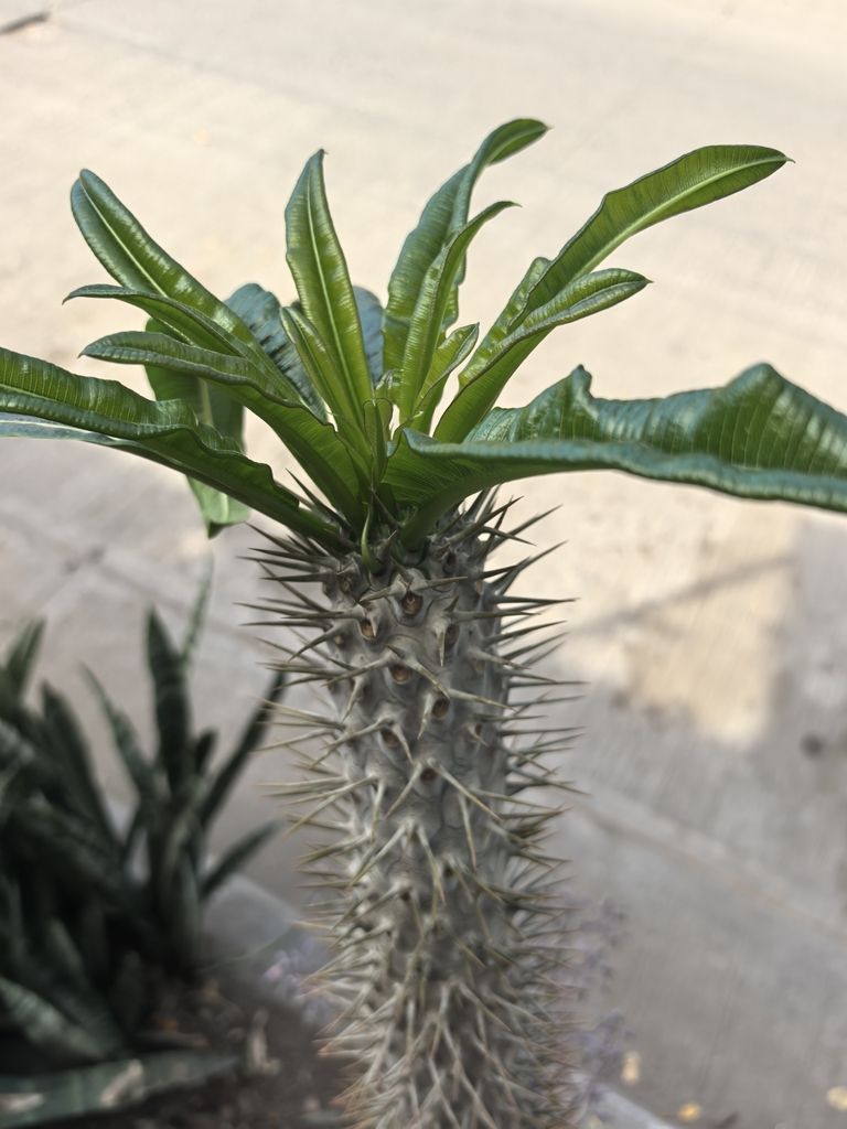 柱状株（Pachypodium lamerei）の補足写真。本文で紹介している内容を別角度の写真で確認