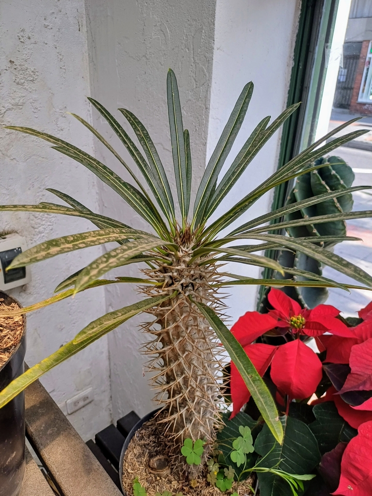 柱状株（Pachypodium lamerei）の株姿。高さのある株と鉢サイズの例