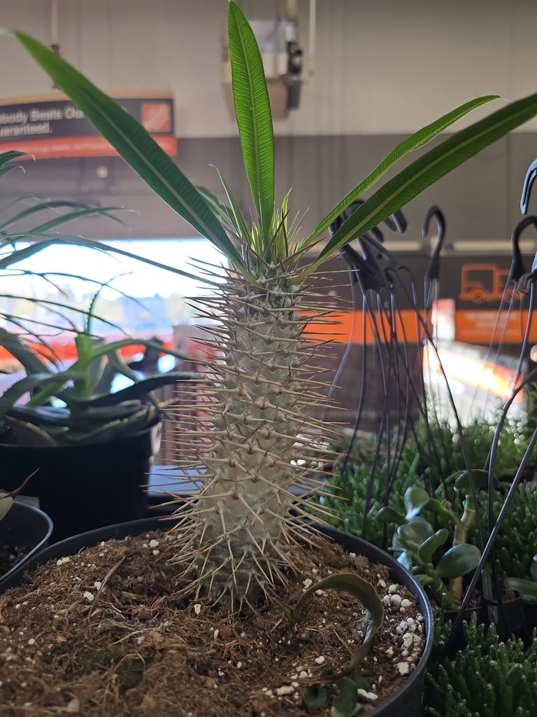 柱状株（Pachypodium lamerei）の補足写真。本文で紹介している内容を別角度の写真で確認