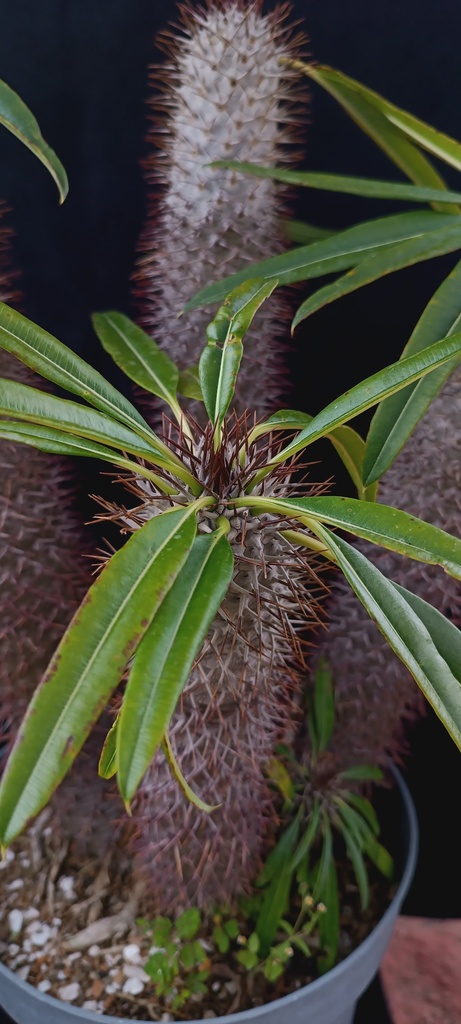 パキポディウム属（Pachypodium lamerei）の補足写真。本文で紹介している内容を別角度の写真で確認