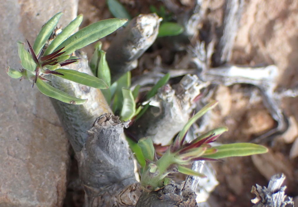 Pachypodium succulentum（パキポディウム・サクレンタム）の株姿。幹、葉、全体の形が分かる写真