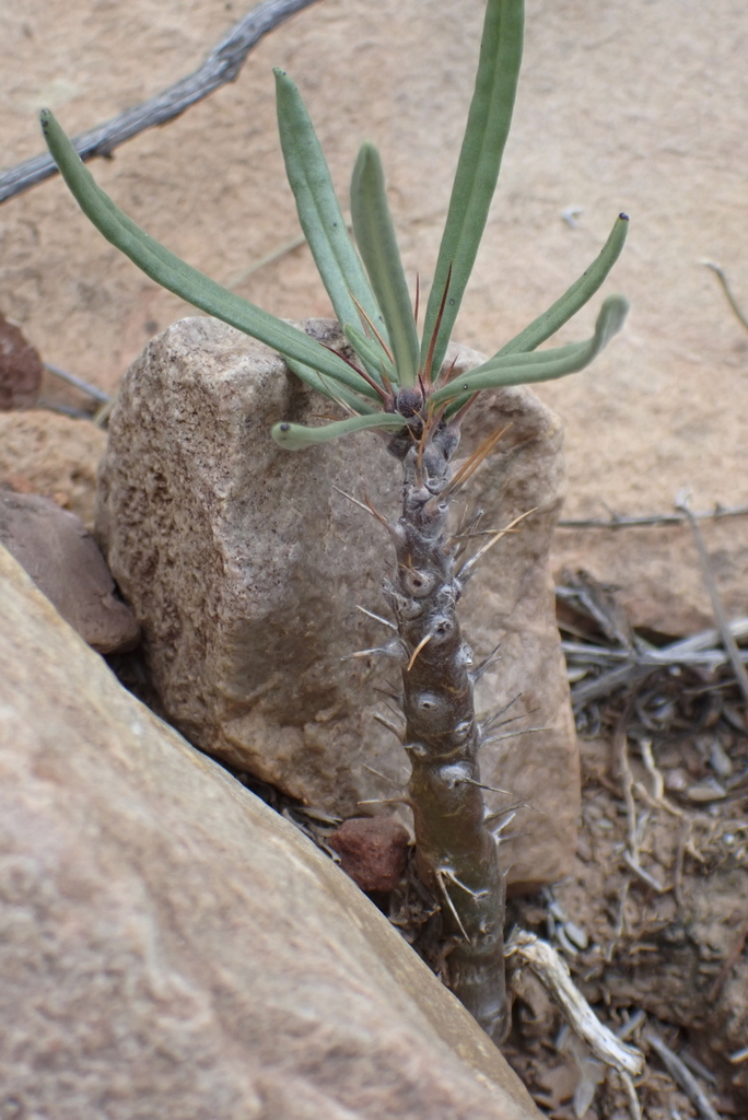 サキュレンタム（Pachypodium succulentum）の補足写真。本文で紹介している内容を別角度の写真で確認