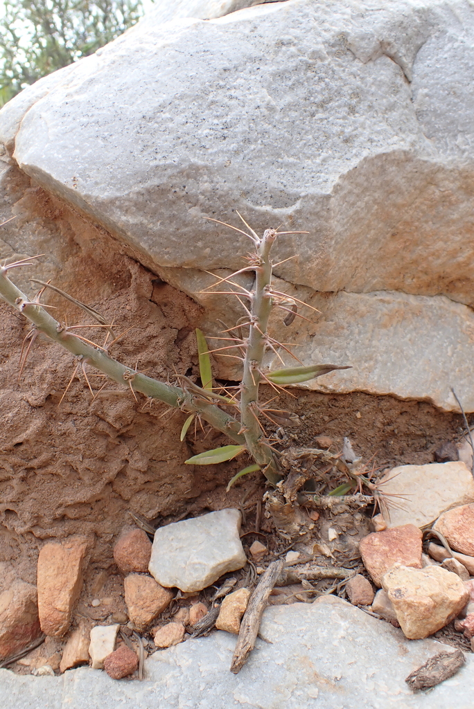 サキュレンタム（Pachypodium succulentum）の補足写真。本文で紹介している内容を別角度の写真で確認